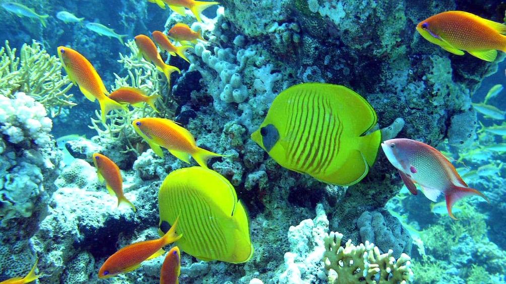 brightly colored fish in egypt