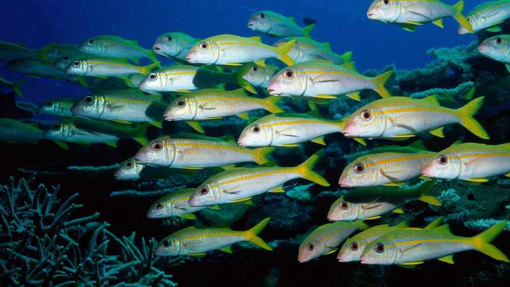 school of fish in egypt