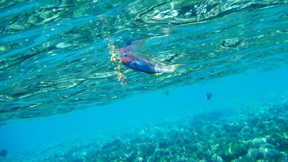 Sharm el Naga Bay Snorkeling Trip