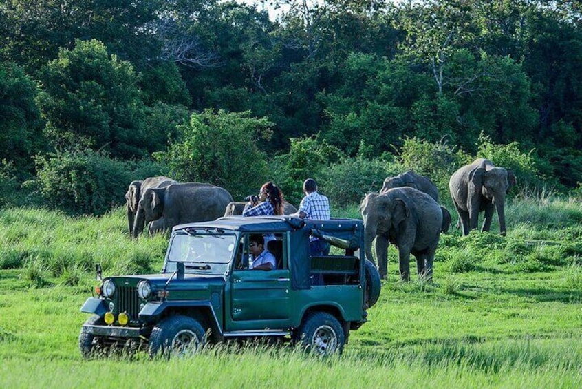 From Ella - Udawalawe Safari & Transfer to Other Locations