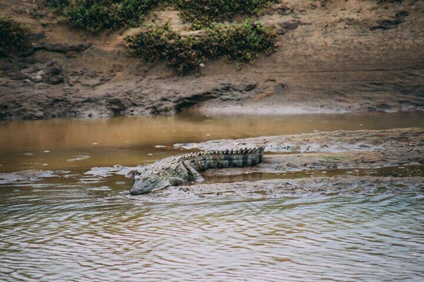 From Ella - Udawalawe Safari & Transfer to Other Locations