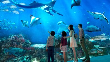 S.E.A. Aquarium™ Ticket