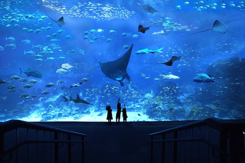 Show item 1 of 6. S.E.A. Aquarium™ One-Day Ticket