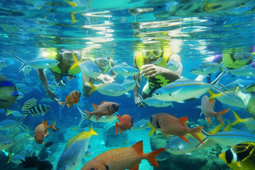Show item 1 of 8. Adventure Cove Waterpark⢠One-Day Ticket