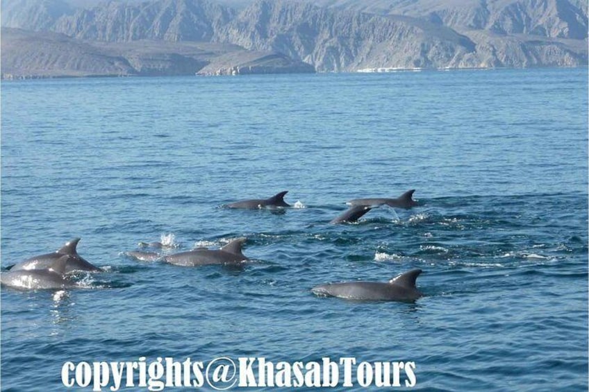 Dolphin during dhow cruise