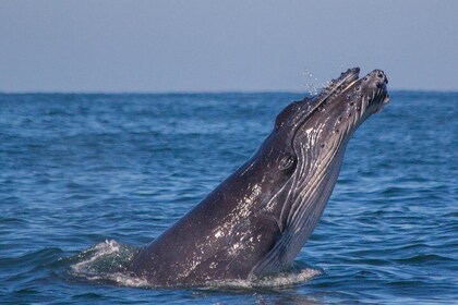 Encuentro con Ballenas en Puerto Vallarta