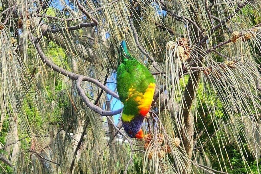 Rainbow Lorikeet