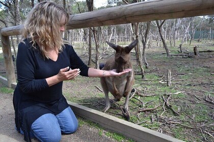 Australia Zoo Nature Tour