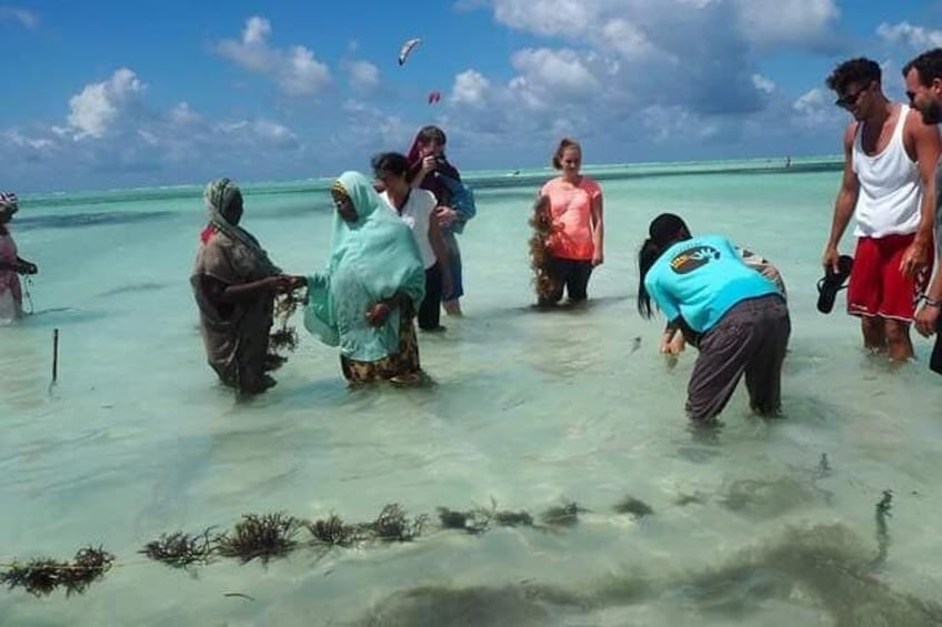 *Experience in the lagoon with local women farming seaweed.
Furahia Seaweed Ladies is an independent seaweed production company that is welcoming visitors to the harvest.