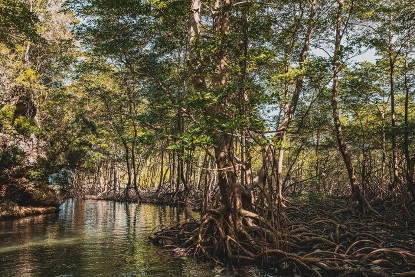 Hike and Kayak Tour in the Los Haitises National Park