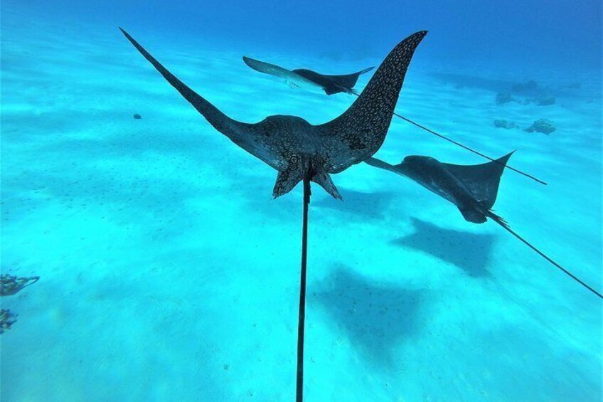 Eagle rays