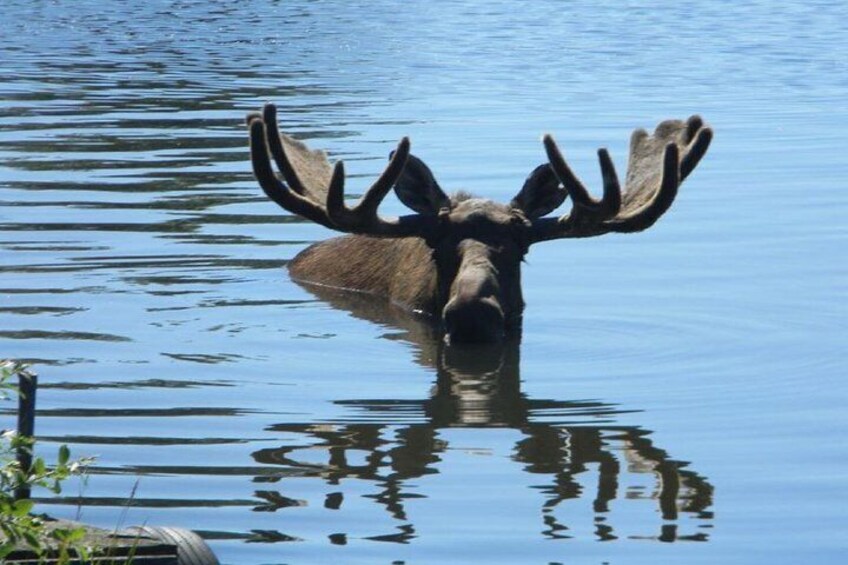 Turnagain Arm and Portage Valley Private Tour