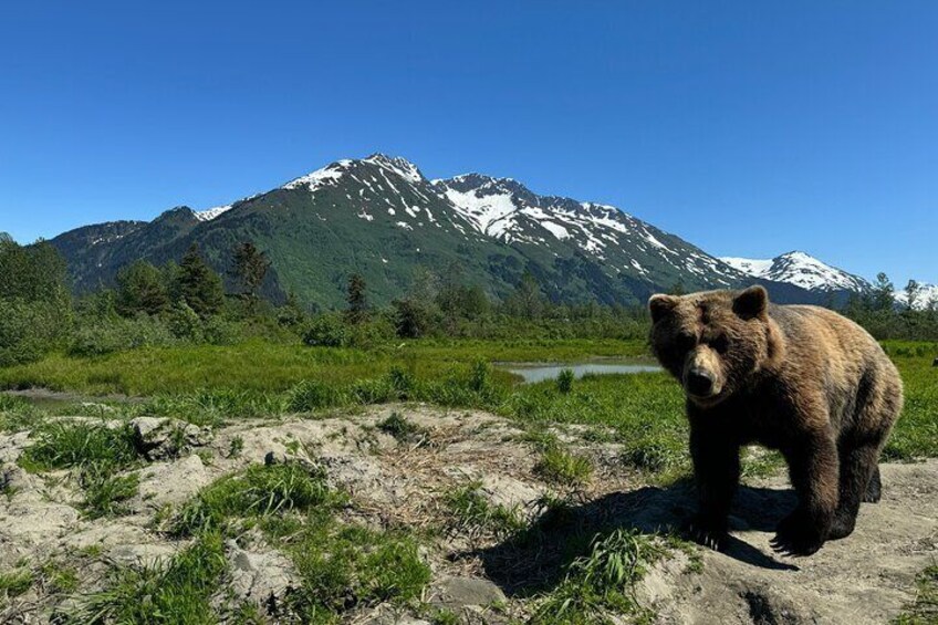 Turnagain Arm and Portage Valley Private Tour