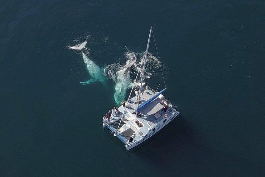 Show item 1 of 6. Coffs Harbour Whale Watch Experience