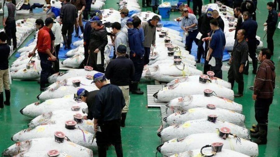 Toyosu Market Morning Tuna Auction and Tsukiji Food Tour with Licensed Guide
