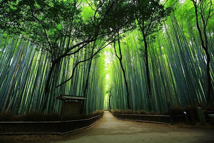 Kyoto Arashiyama & Sagano Bamboo Private Tour With Government-Licensed ...