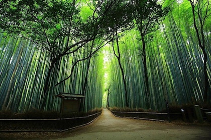 政府認可ガイド付き京都嵐山と嵯峨野竹のプライベート ツアー