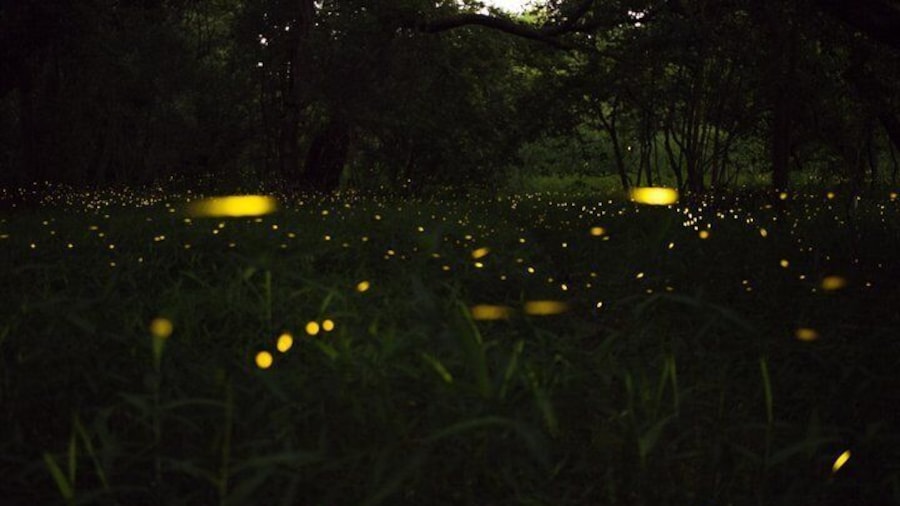 Fireflies Tour in Cherating