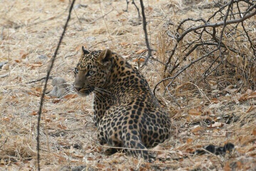 4 Days: Jaipur, Ranthambore Tigers & Taj Mahal Tour From Jaipur With Delhi Drop