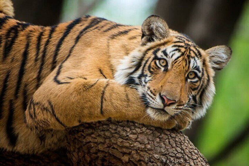 4 Days: Jaipur, Ranthambore Tigers & Taj Mahal Tour From Jaipur With Delhi Drop