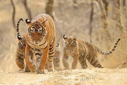 4 Days: Jaipur, Ranthambore Tigers & Taj Mahal Tour From Jaipur With Delhi ...