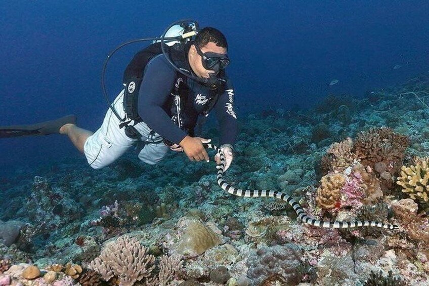 Full Day Scuba Dive Tour at Palau's best Dive sites