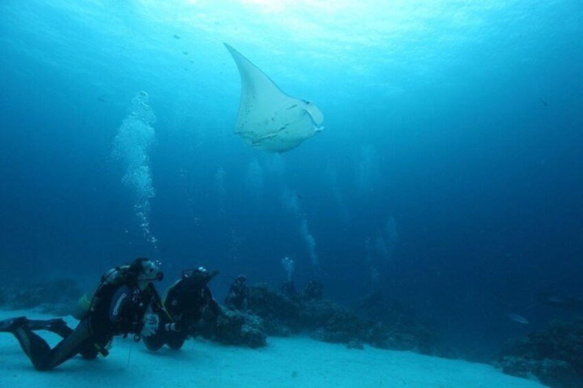 Full Day Scuba Dive Tour at Palau's best Dive sites