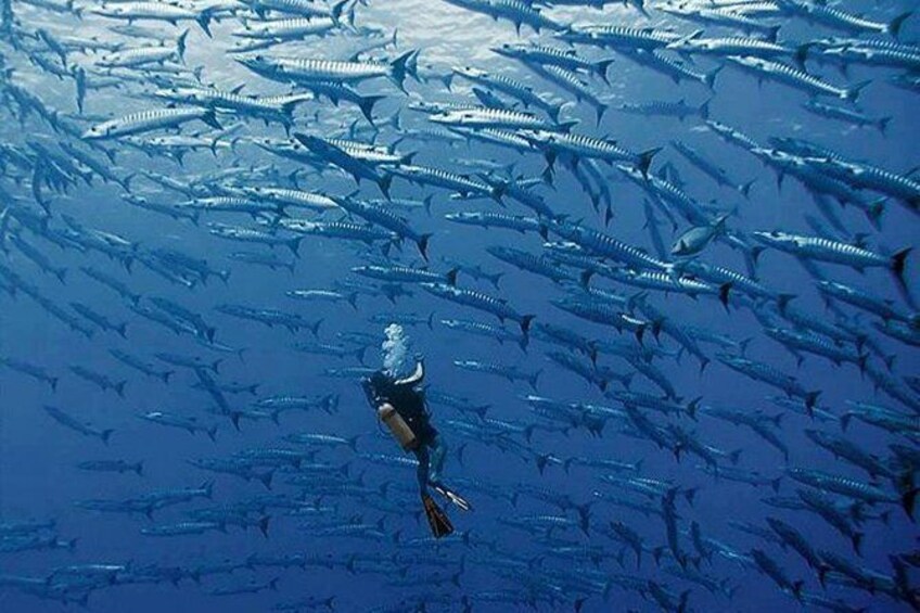 Full Day Scuba Dive Tour at Palau's best Dive sites