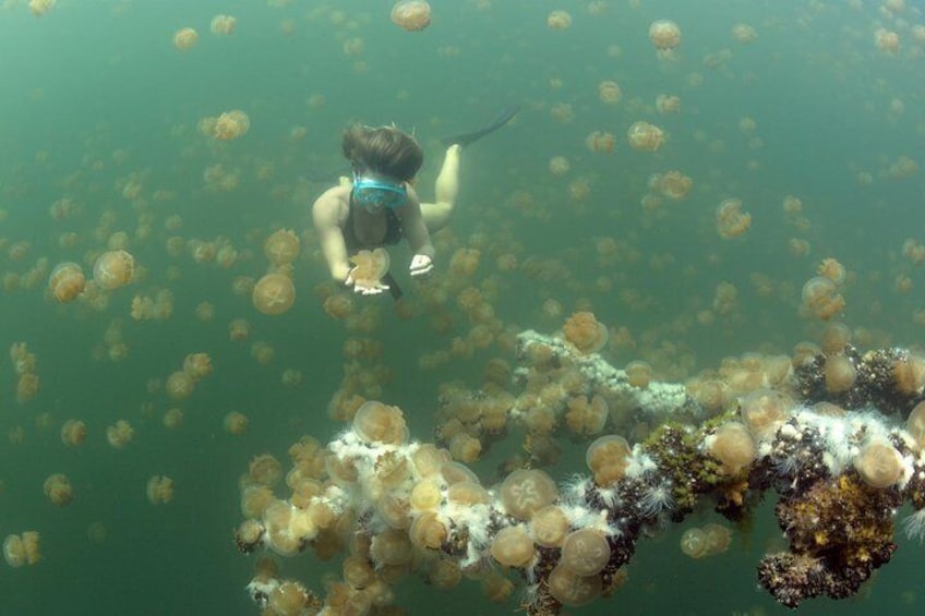 3 Day Dive Tour with Free Jellyfish Lake Tour