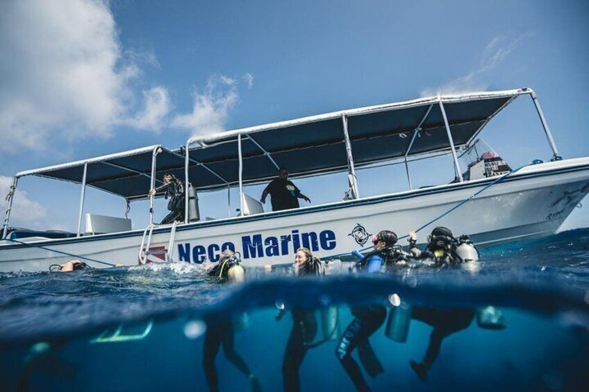 3 Day Dive Tour with Free Jellyfish Lake Tour