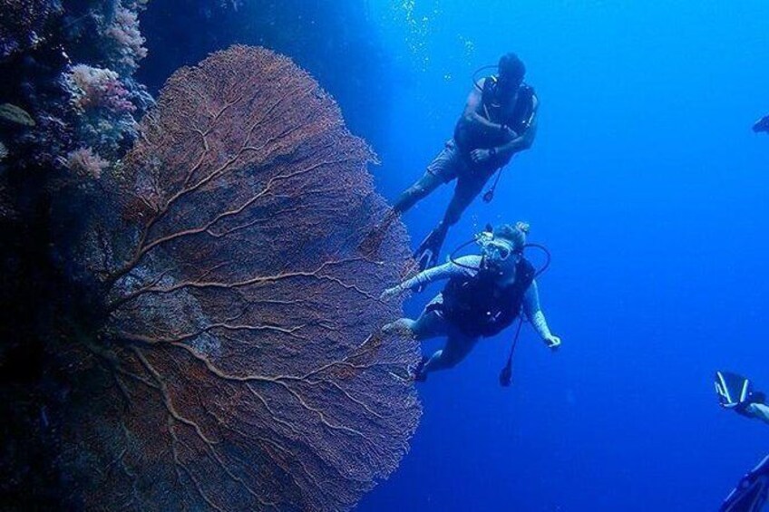 3 Day Dive Tour with Free Jellyfish Lake Tour