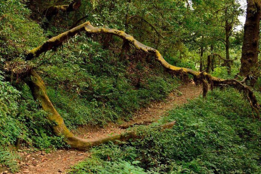 Hiking trail of Shivapuri Hill