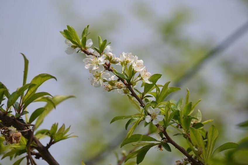 Blooming Peach