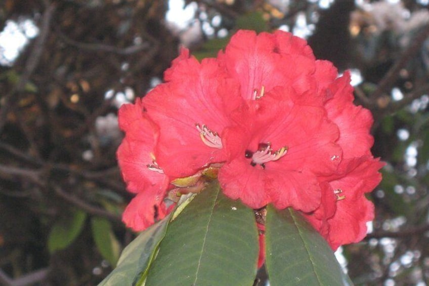 Rhododendron Flower