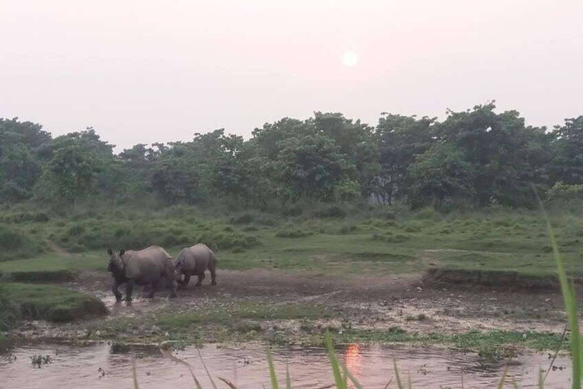Rhino at the bank of Rapti River