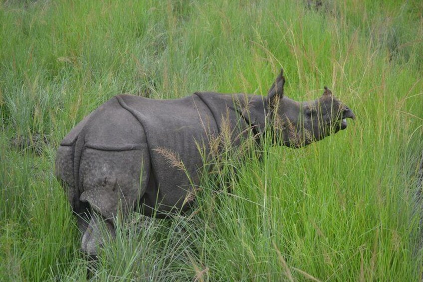 Rhino