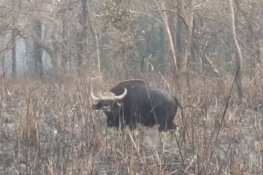 Water Buffalo