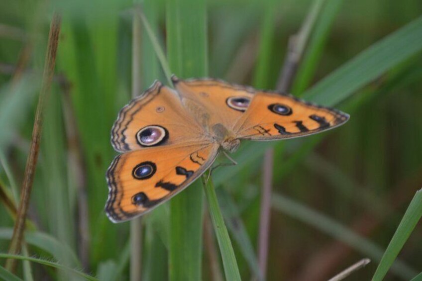 Butterflies