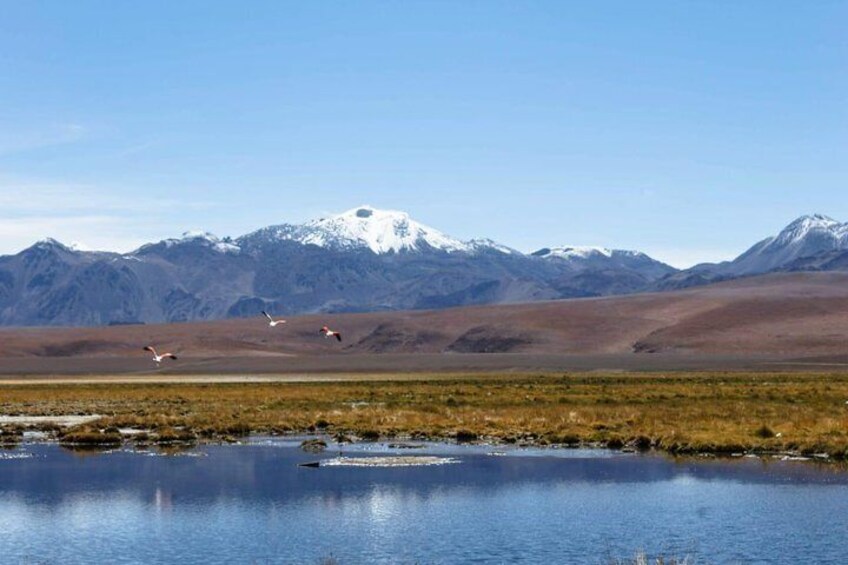 Tatio Geysers 