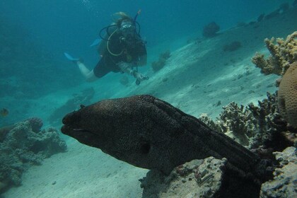 PADI Underwater Naturalist