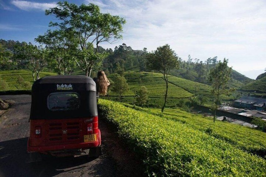 Tea Tasting in Nuwara Eliya