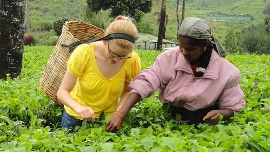 Tea Tasting in Nuwara Eliya