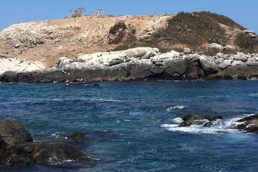 Zapallar Walking & Bird Watching Penguins & Lunch From Valparaiso