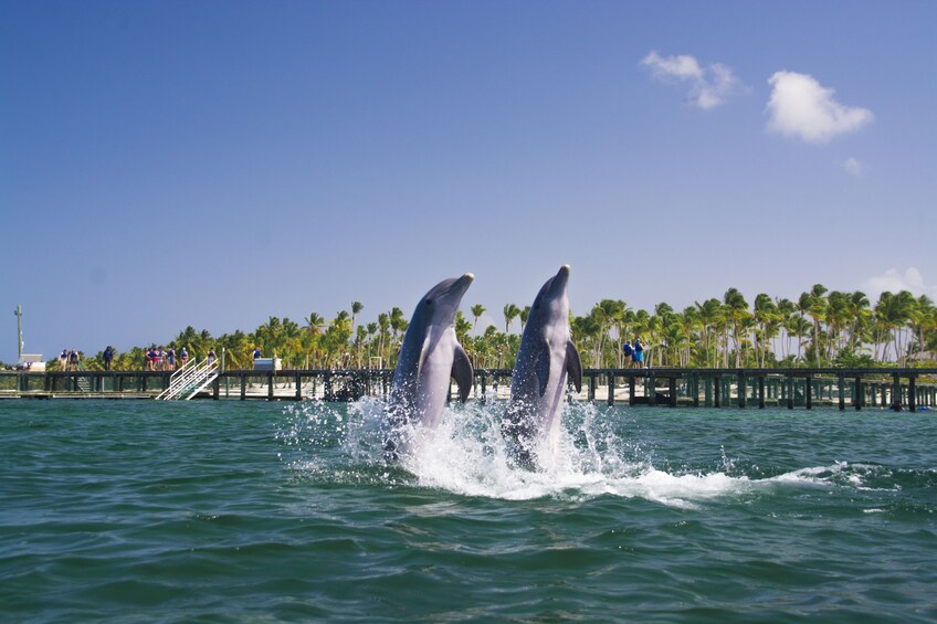 Dolphin Swim & Interaction from La Romana or Bayahibe