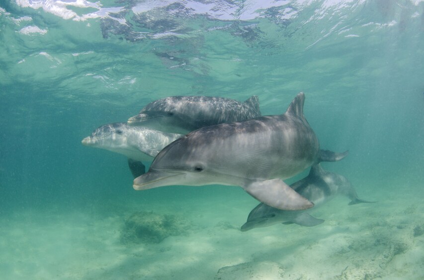 Dolphin Swim & Interaction from La Romana or Bayahibe