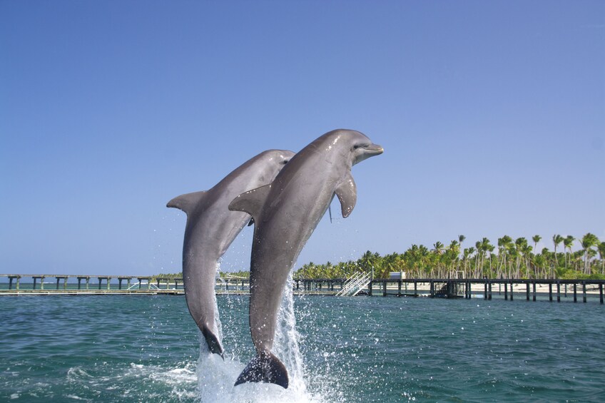 Dolphin Swim & Interaction from La Romana or Bayahibe