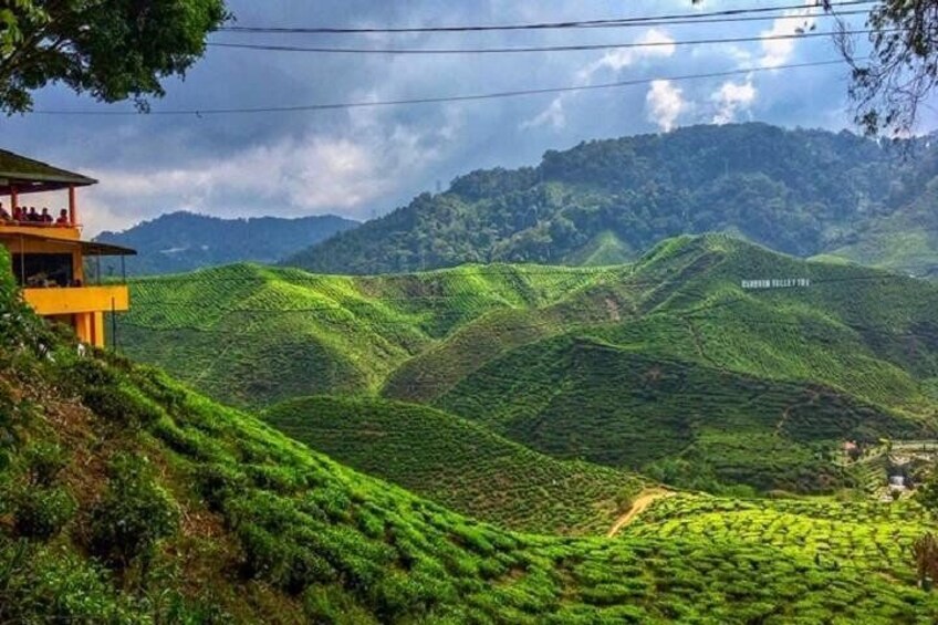 Cameron Highland Sightseeing Tour from Ipoh