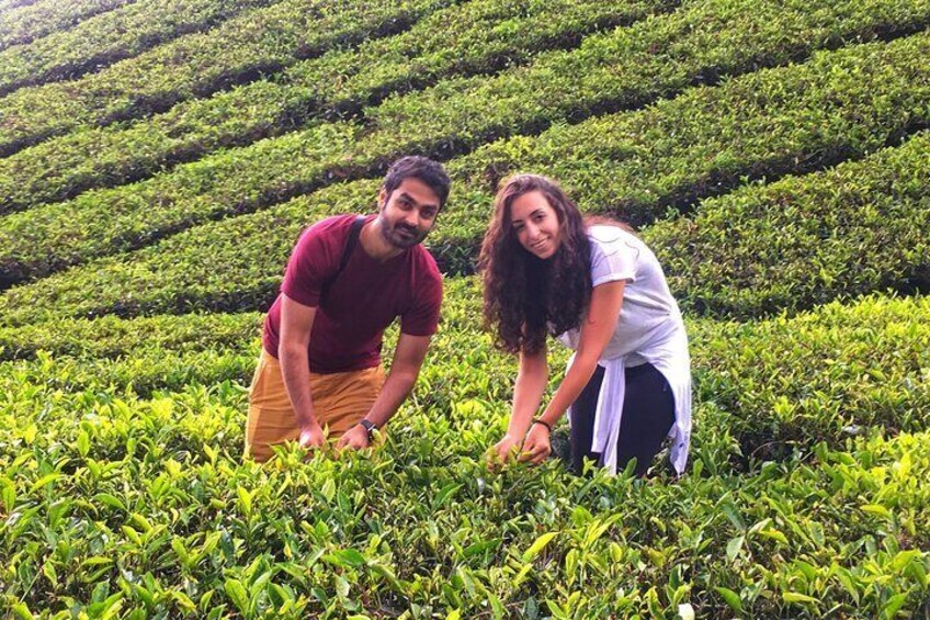 Customer Picking Tea Leaves