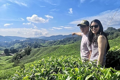 Cameron Highland Best Tour from Ipoh Day Trip (Private)