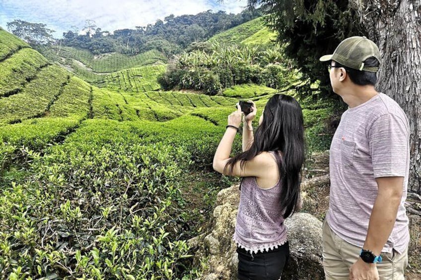 Cameron Highland Sightseeing Tour from Ipoh